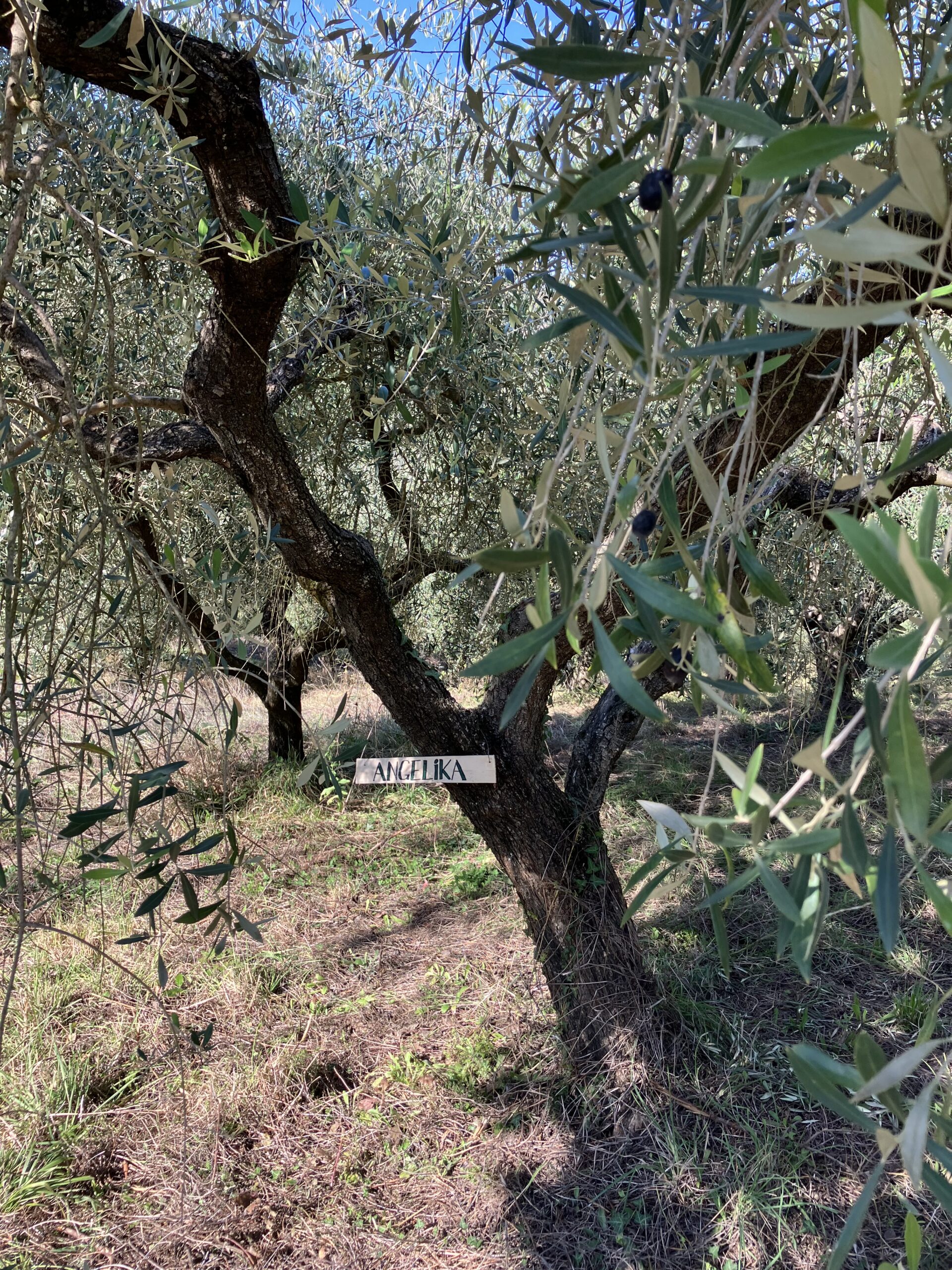 Welcome to ViA Verde Umbria 👋